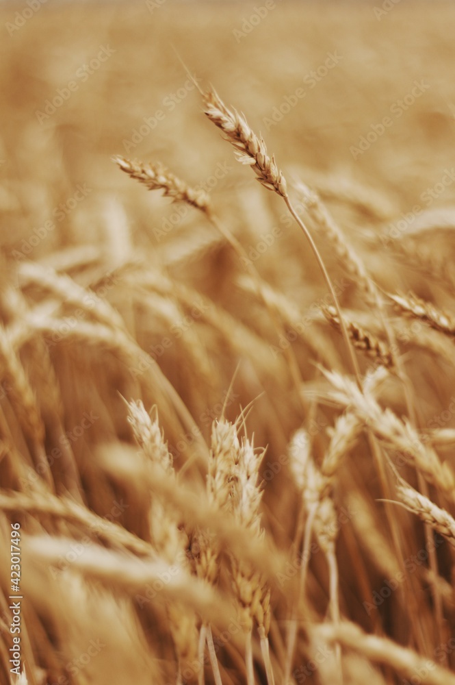 Fototapeta premium golden wheat field
