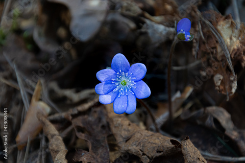 blue spring flower