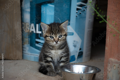 Kitten in the barn.