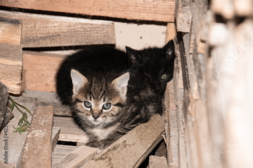 Kittens in the barn.
