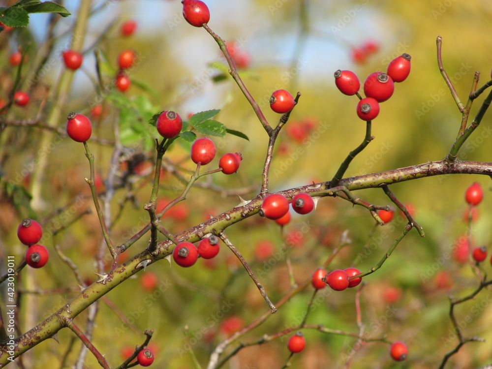 red berries on a branch red berries on a branch