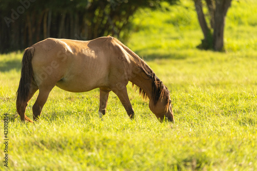 Pregnant mare grazing at sunset