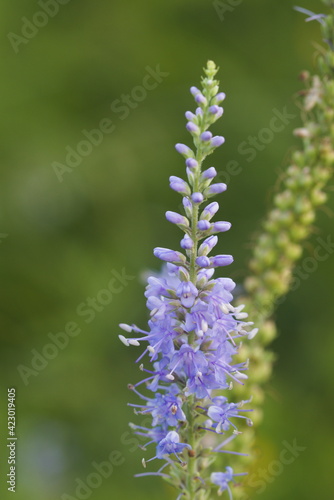 Lupinus angustifolius, blue lupine in the meadow.
