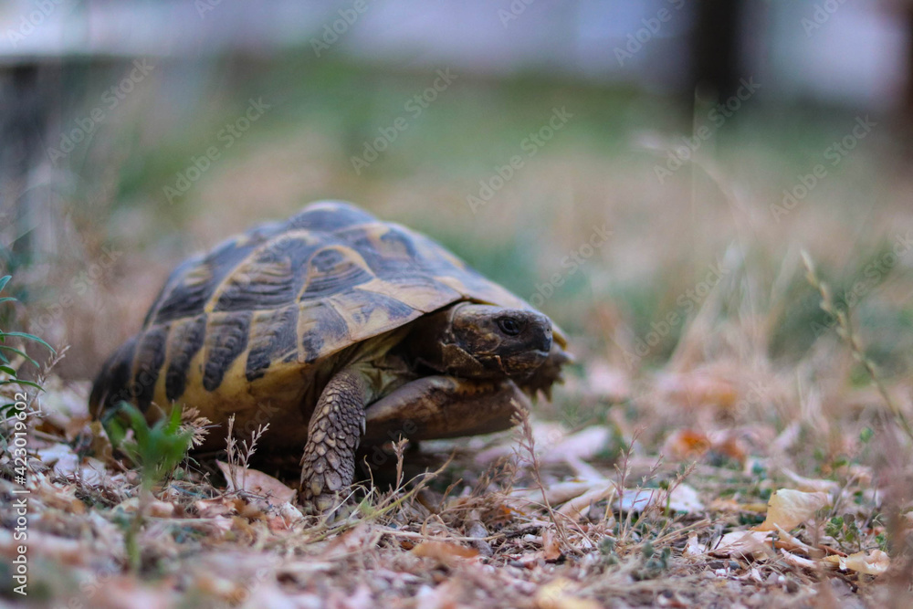 Obraz premium tortue