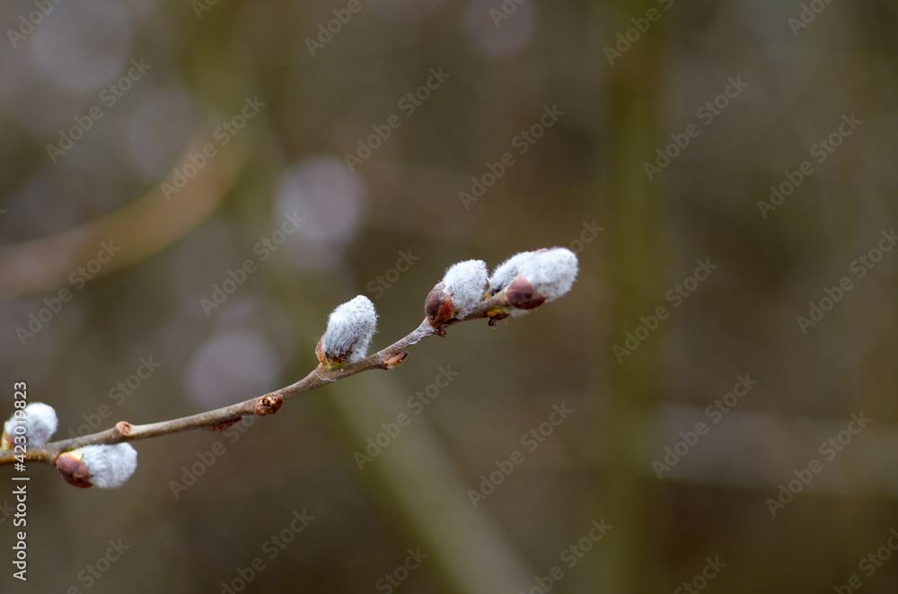 Willow catkins in the end of March Willow catkins in the end of March