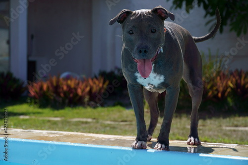 pit bull dog playing with the ball in the garden of the house. Sunny day