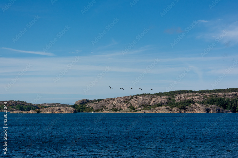 Geese Flock Flying Over Sea