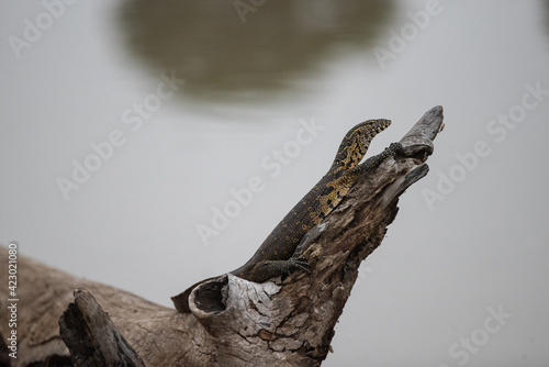 Fototapeta Naklejka Na Ścianę i Meble -  Nile Monitor lizard seen on a safari in South Africa