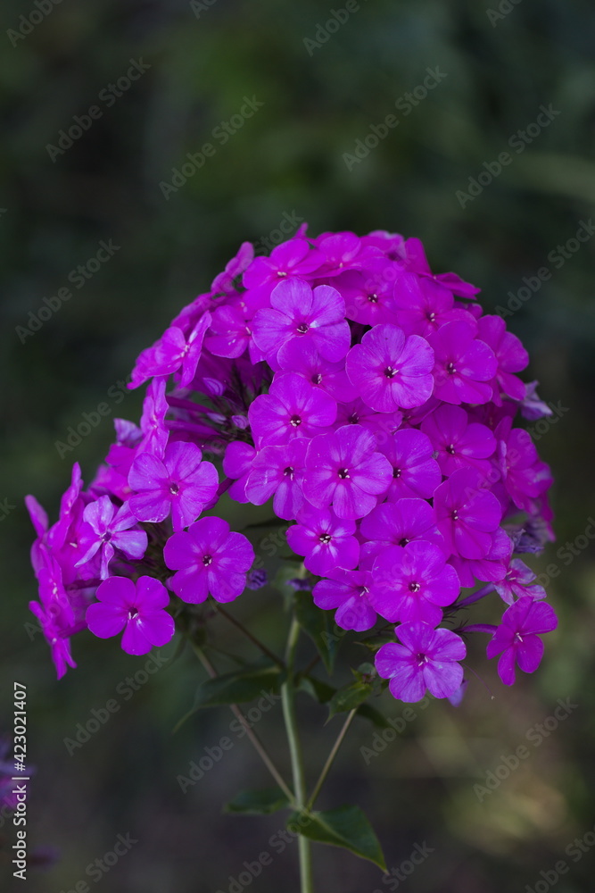 Purple flowers phlox paniculata in bloom (Garden phlox) Purple flowers phlox paniculata in bloom (Garden phlox)
