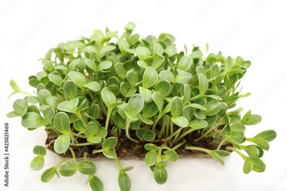 Microgreens sprouts isolated on white background. Fresh micro greens closeup. Growing Milk Thistle sprouts for healthy salad. Eating right, stay young and modern restaurant cuisine concept. Microgreens sprouts isolated on white background. Fresh micro greens closeup. Growing Milk Thistle sprouts for healthy salad. Eating right, stay young and modern restaurant cuisine concept.