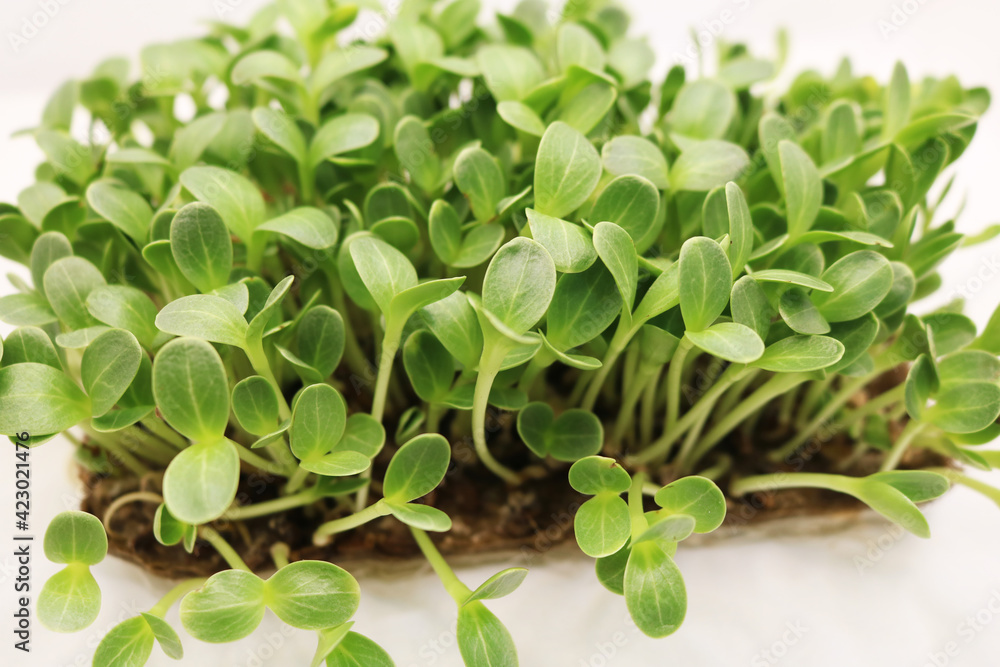 Obraz premium Microgreens sprouts isolated on white background. Fresh micro greens closeup. Growing Milk Thistle sprouts for healthy salad. Eating right, stay young and modern restaurant cuisine concept.
