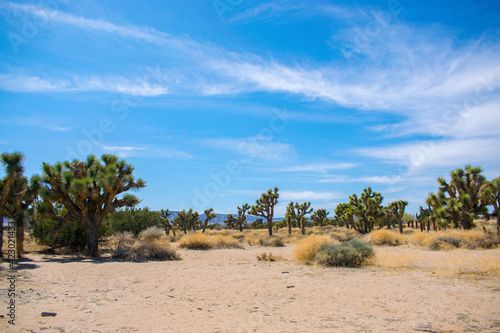trees in the desert © David Diaz Official