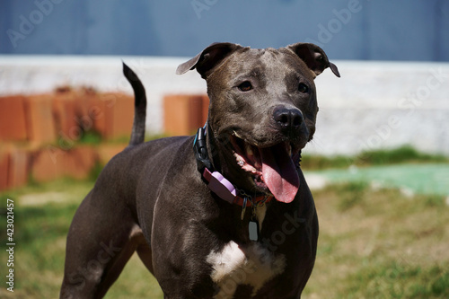 pit bull dog playing with the ball in the garden of the house. Sunny day