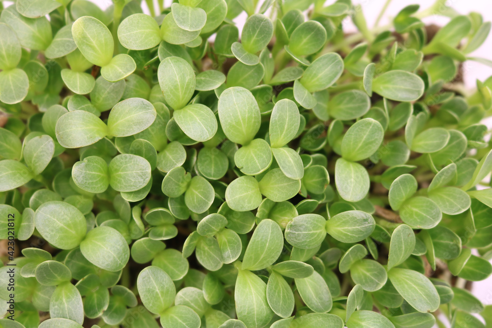 Fresh micro greens closeup. Milk Thistle sprouts for healthy salad.
Microgreens sprouts isolated on white background. Vegan micro greens shoots. Fresh micro greens closeup. Milk Thistle sprouts for healthy salad.
Microgreens sprouts isolated on white background. Vegan micro greens shoots.