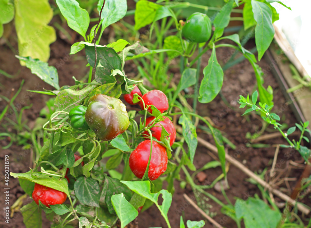 Hot pepper Large Red Cherry growing in the soil in the home farm. Fresh organic horticulture. Eco-friendly agriculture concept