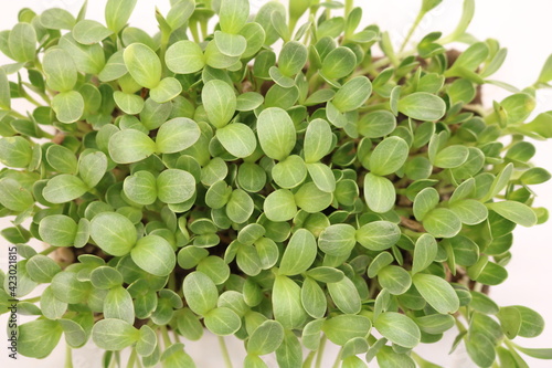Fresh micro greens closeup.  Milk Thistle sprouts for healthy salad. Microgreens sprouts isolated on white background. Vegan micro greens shoots. © Katrina