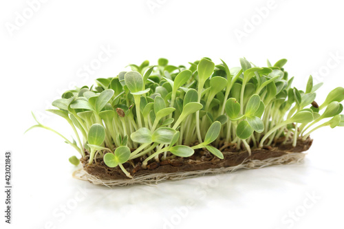 Microgreens sprouts isolated on white background. Fresh micro greens closeup. Growing Milk Thistle sprouts for healthy salad. Eating right, stay young and modern restaurant cuisine concept.