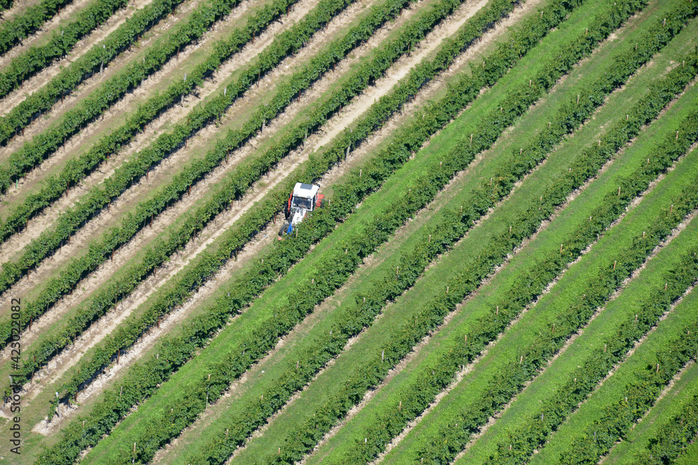 Fotografía aérea de plantación agrícola en la región italiana de Friul Venecia - Julia Fotografía aérea de plantación agrícola en la región italiana de Friul Venecia - Julia