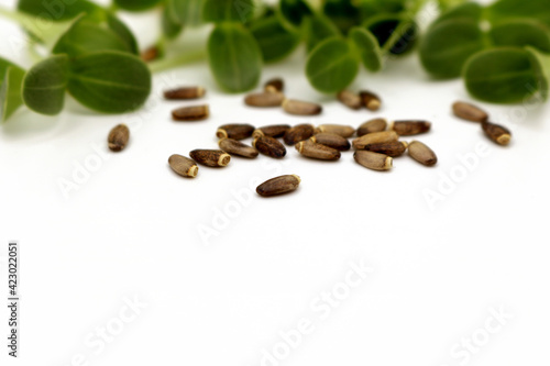 Microgreens sprouts isolated on white background. Vegan micro greens shoots. Green sprouts and brown milk thistle seeds.