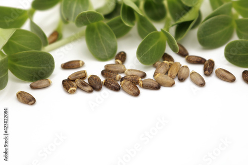 Microgreens sprouts isolated on white background. Vegan micro greens shoots. Green sprouts and brown milk thistle seeds.