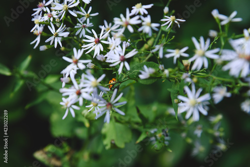 Petites fleurs sauvage avec coccinelle, arrière plan de nature © nathalie