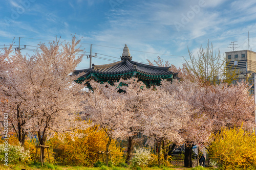 Spring in Korea 
The Fantastic Harmony between Cherry Blossoms and Korean Octagonal Pavilion photo
