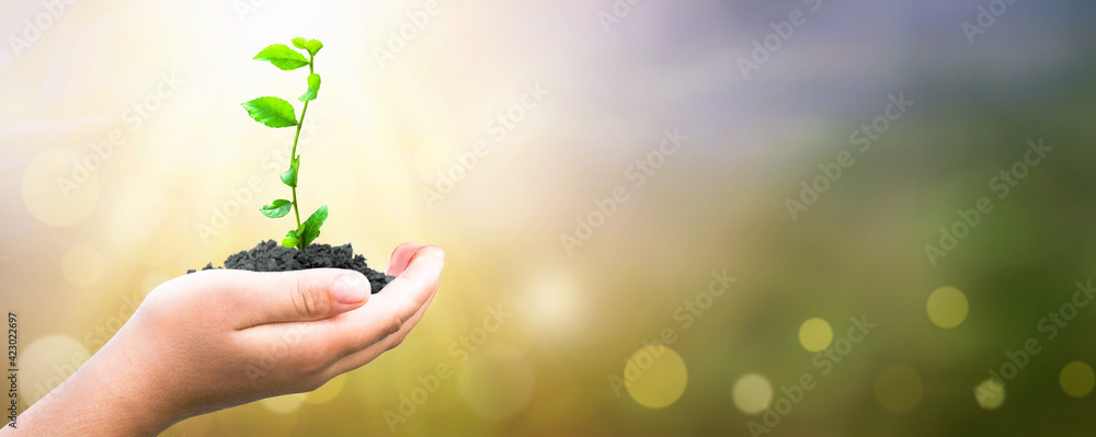 World Environment Day concept: hand holding  plant on blur green nature background - obrazy, fototapety, plakaty 