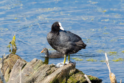 Konstfotografi Coot