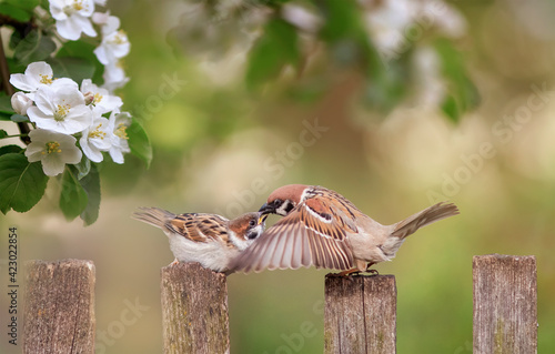 sparrow and a chick sit on a wooden fence in a spring sunny blooming garden