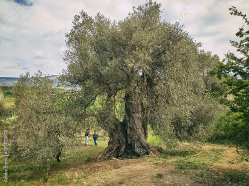 old tree in the biological field - Turri - SARDINIA - ITALY . photo