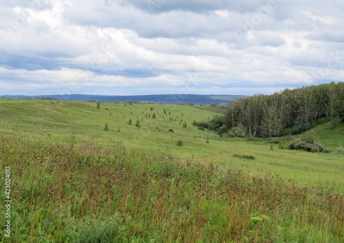 Beautiful autumn landscape. Cloud day. A field full of fading flowers