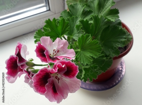 Beautiful colorful flower in a pot closeup on the windowsill near the window