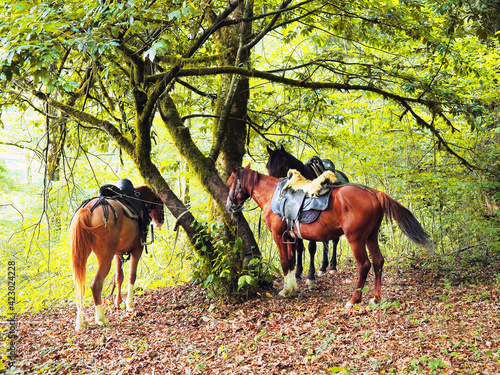 Three horses stand in a deciduous forest tied to a tree with a trunk overgrown with moss