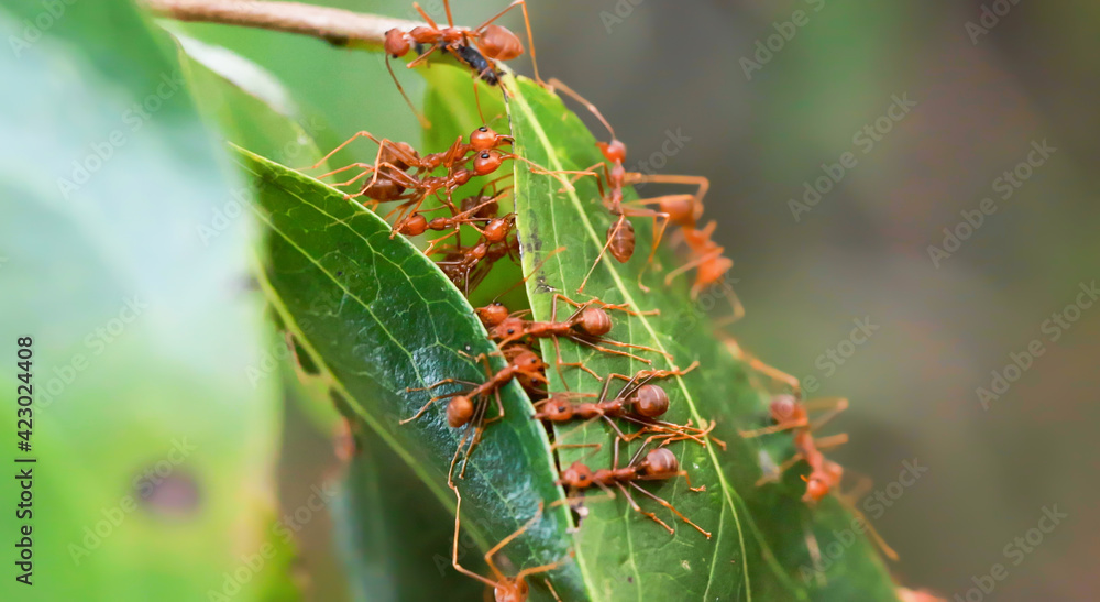 Ants help each other to build ant nest, unity concept Ants help each other to build ant nest, unity concept