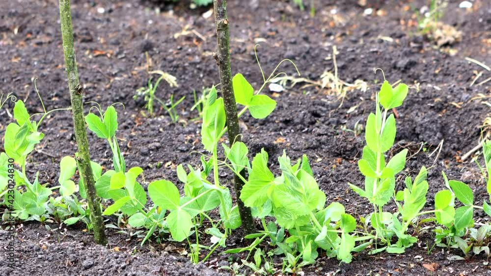 Green vegetable Pea Plants  in the ground 
