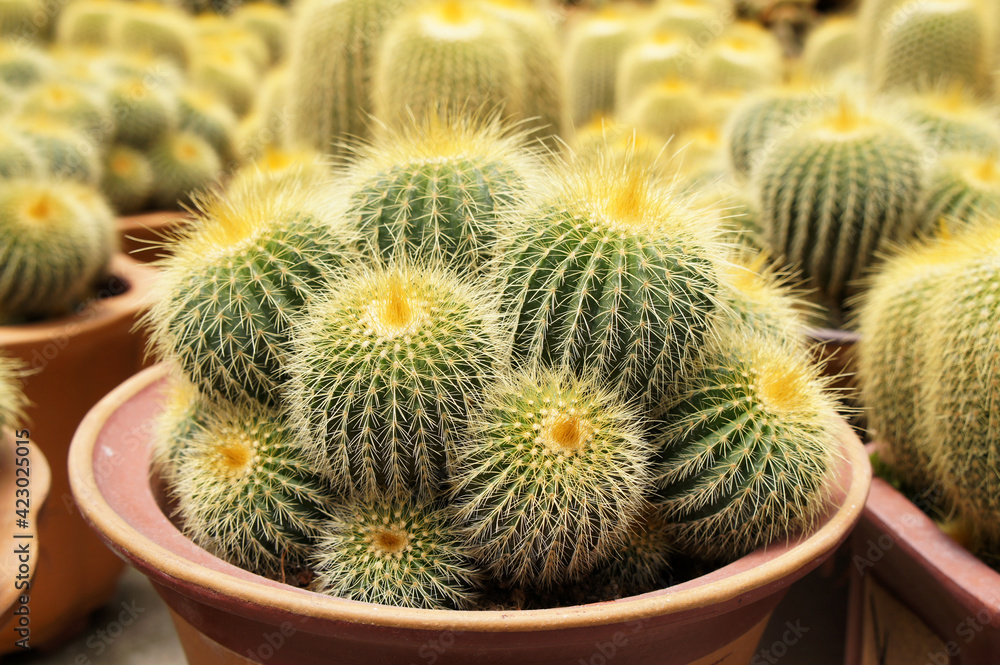 Selected focused on a group of small and beautiful cactus planted in small pots. The cactus will be used as indoor decoration. Displayed for sale to the customer.
Selected focused on a group of small and beautiful cactus planted in small pots. The cactus will be used as indoor decoration. Displayed for sale to the customer.