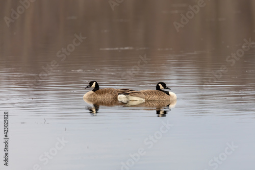 The Canada goose (Branta canadensis) on the lake.