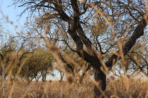 african acacia tree