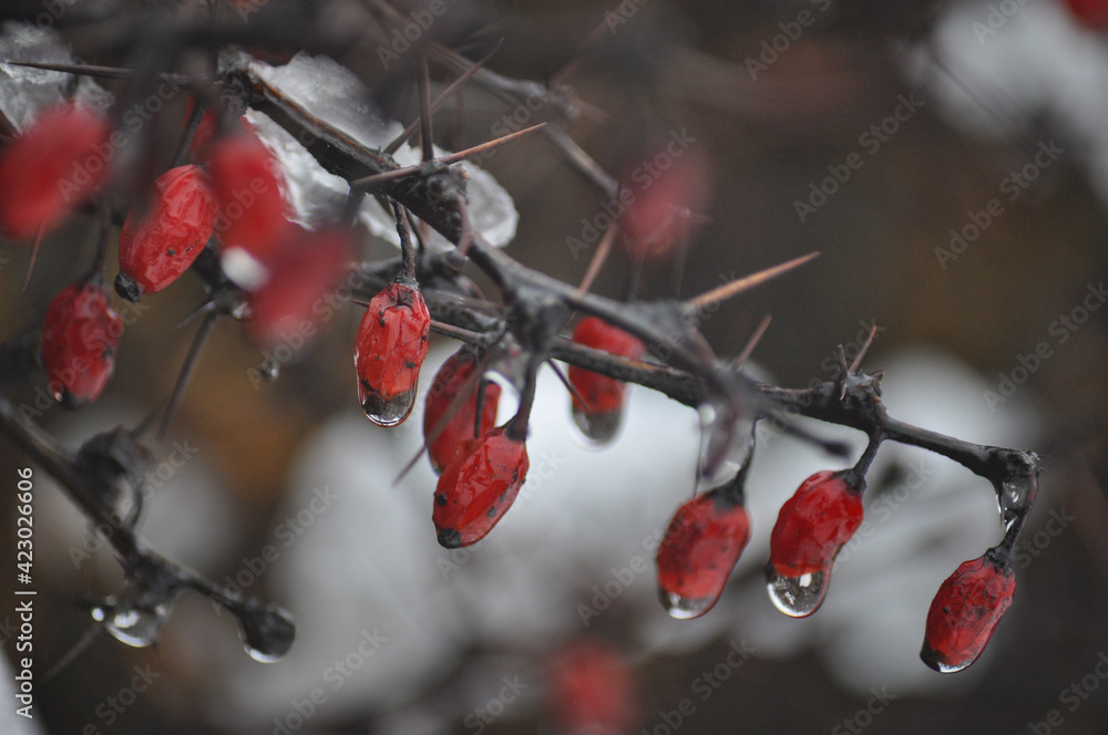 Wild red fruit in himalyan forest Wild red fruit in himalyan forest