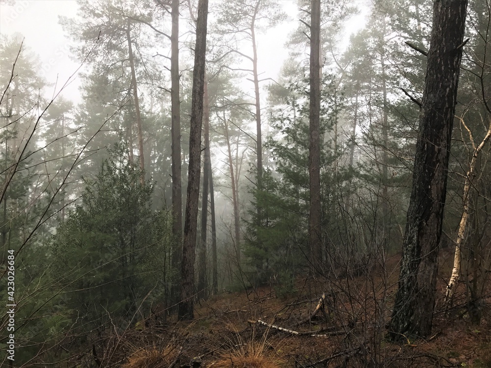 Obraz premium Nebel im Wald