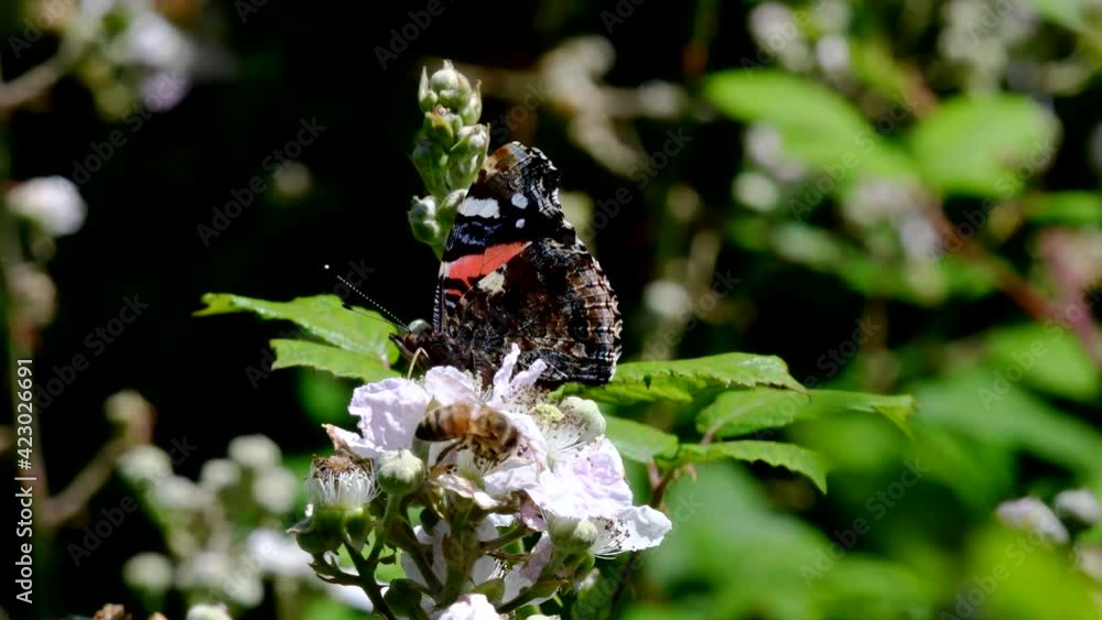 Close Up movie of Red Admiral and Honey Bee on blackberry flowers. His Latin name is Vanessa atalanta Close Up movie of Red Admiral and Honey Bee on blackberry flowers. His Latin name is Vanessa atalanta