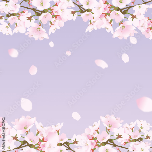 桜上下の正方形のフレームと散る桜の花びら紫