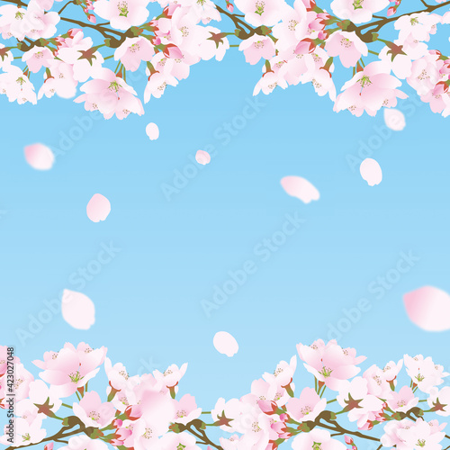 桜上下の正方形のフレームと散る桜の花びら青