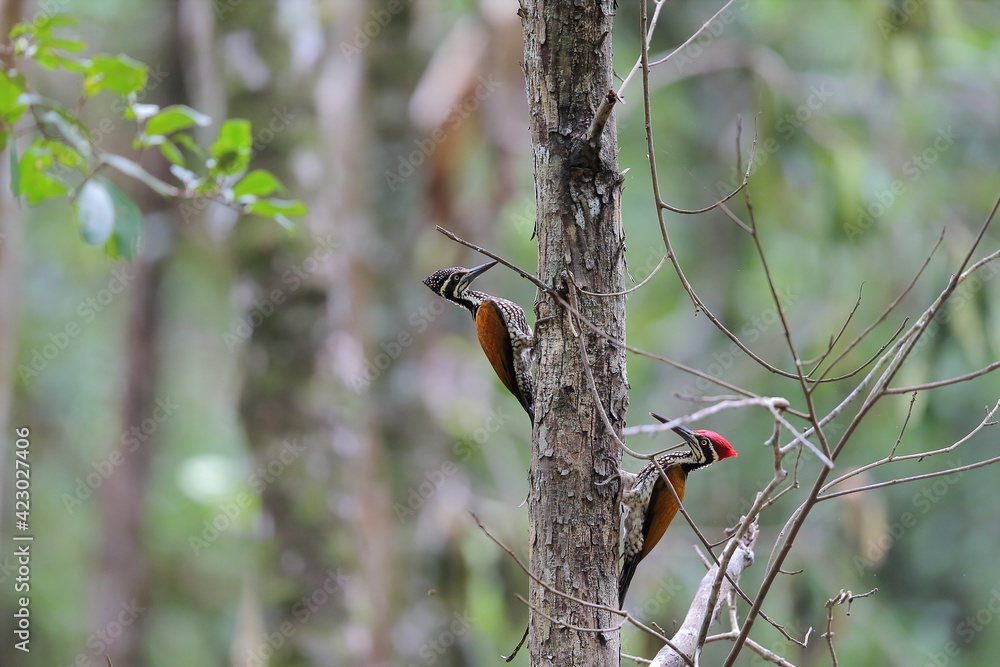 Greater Flameback