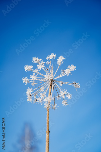 frozen flower on the blue sky background, frosty winter frozen flower plant. minimalism in nature. blue sky ball petal.