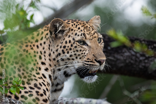 A Female Leopard seen on a safari in South Africa © rudihulshof