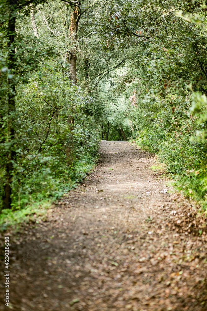 Gravel road path passing through a deep green forest