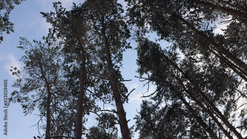 Heavy Snowstorm snowflake falling down in the pine tree forest winter nature weather. blizzard in tree forest in sunny days. Extreme effective footage Heavy Snowstorm snowflake falling down in the pine tree forest winter nature weather. blizzard in tree forest in sunny days. Extreme effective footage