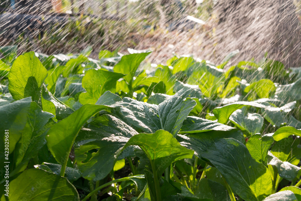 Obraz premium Close-up of Cantonese green lettuce in garden. Agriculture organic and farmer is watering it.
