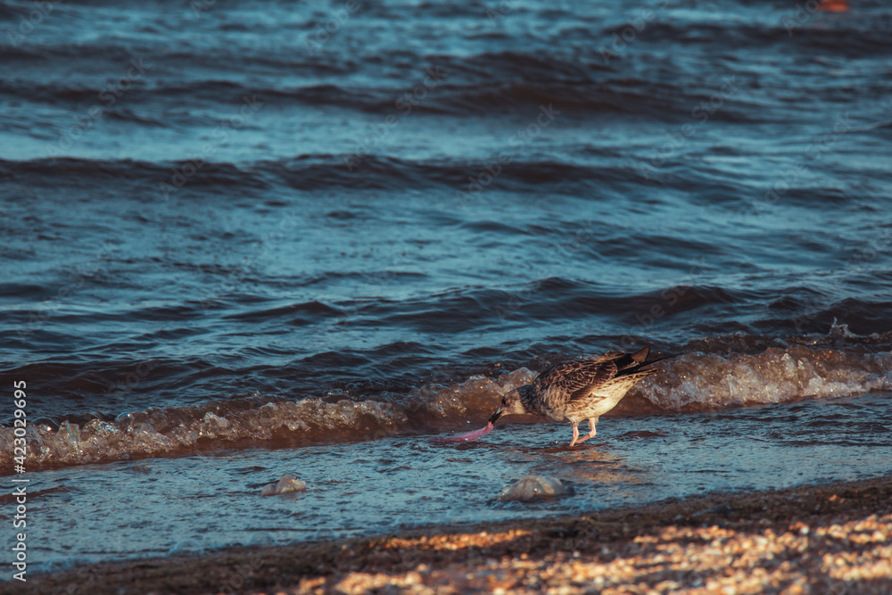 Fototapeta premium seagull eating garbage in the sea. bird gets food on the beach